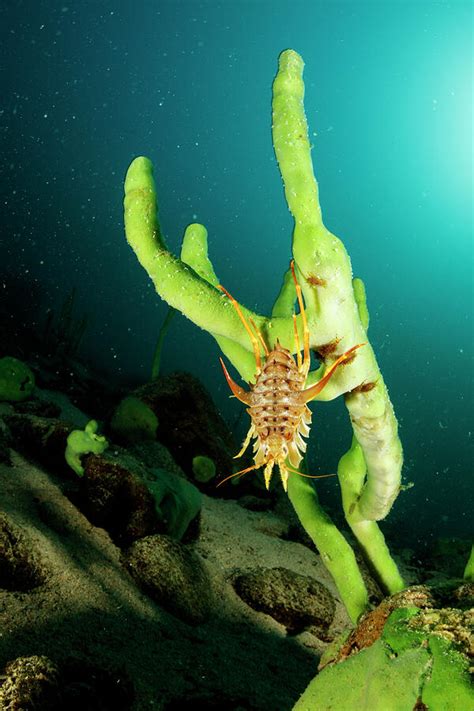  Baikal Sponge: A Freshwater Enigma That Thrives in the Deep!