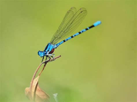  Damselfly: Unmasking a Jewel With Wings, Discover its Mesmerizing Aerial Ballet and Its Role in Aquatic Ecosystems!