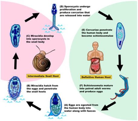  Echinostoma! Un Gusano Trematodo Con Una Aventura Interesante En La Vida De Un Caracol