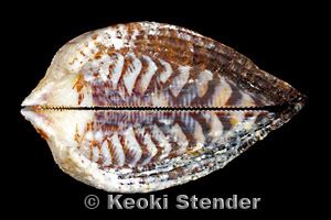  Isognomon! Unveiling the Secrets of this Striking Bivalve Mollusk with an Unusually Shaped Shell