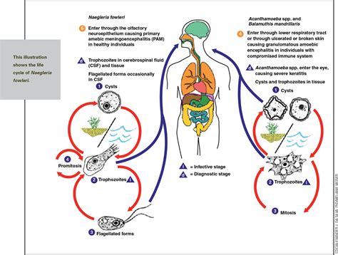  Naegleria fowleri: ¿Este protista unicelular que se esconde en aguas cálidas es el enemigo invisible de tu verano?