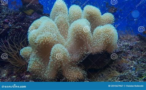 Sarcophyton! Un Corallo Blando Con Una Exquisita Coloración y Un Crecimiento Fascinante