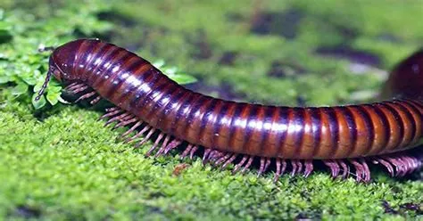 The Thousand-Legged Treasure: Unveiling the Enigmatic World of the Tropical Millipede!