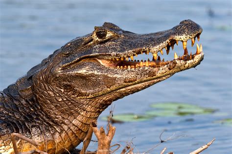  ¡Yacaré!: Un Reptil con una Sonrisa Sorprendentemente Hostil