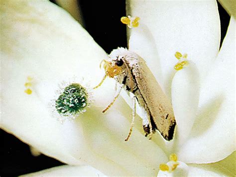  Yucca Moth ¡Un insecto increíble que desafía las normas de la polinización!