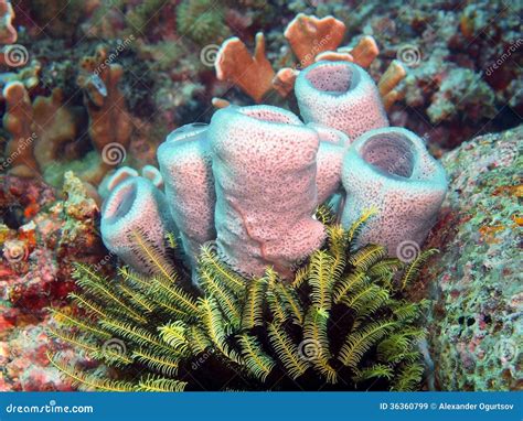 DENDROCLADES! Una esponja de mar que prefiere las profundidades y la compañía de otros organismos