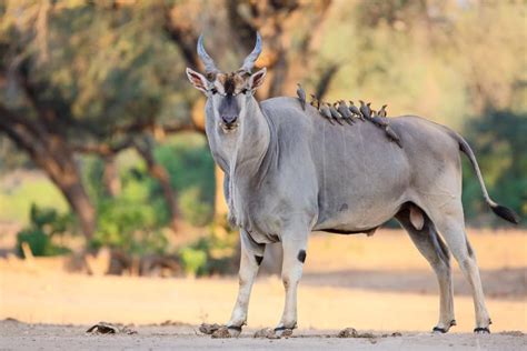  Eland: ¡Un gigante africano que desafía la gravedad con sus impresionantes saltos!