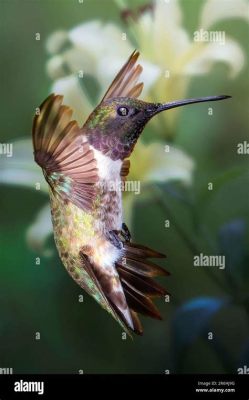  ¡El elegante y veloz colibrí de garganta esmeralda, un maestro del vuelo estacionario que se alimenta de néctar dulce!