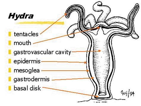  Feathery Hydra: A Tiny Creature With Tentacles That Would Make Medusa Jealous!