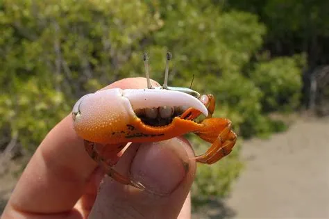 Fiddler Crab: A Master of Camouflage and an Expert in Aquatic Dancing!