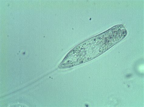  Flagellata: ¡Un Mundo Microscópico de Latigazos y Nutrientes!