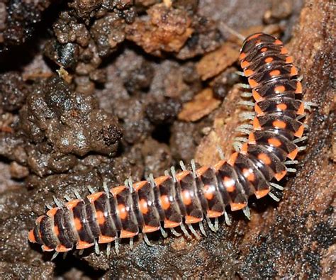  Flamboyant Flat-Footed Friends: Unveiling the Hidden World of the Flat-backed Millipede!