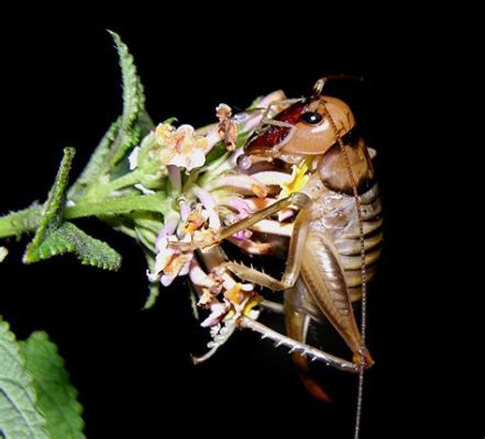  Floripondio: ¡Un insecto que vive una vida nocturna llena de néctar y polen!