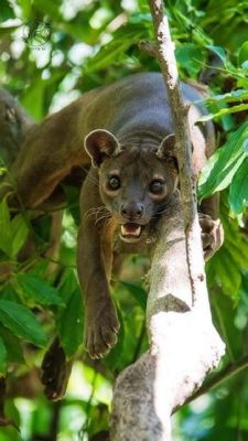  Fossa! Un depredador ágil de Madagascar que acecha silenciosamente en los árboles