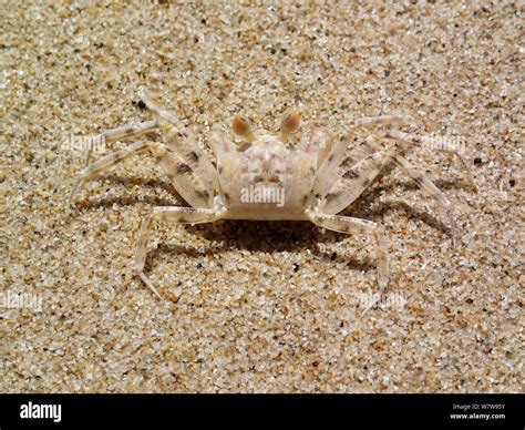  Ghost Crab:  A Master of Camouflage Living Life Between the Shifting Sands!