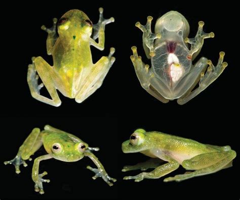  Glass Frog: ¡Un Anfibio Translúcido que te Permitirá Mirar Directamenete su Corazón latiente!