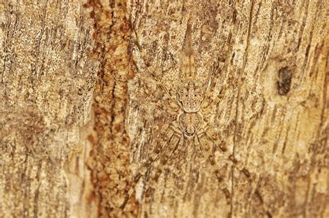  Granuloreticulosa: ¿Un maestro del camuflaje que vive en tu jardín?