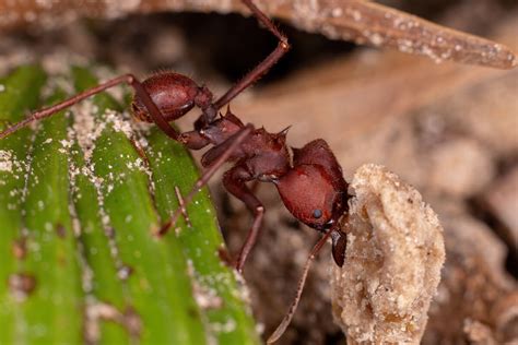  Hormiga Come Hormigas: Un Reptil Curioso con Dientes Fuertes y una Dieta Especial