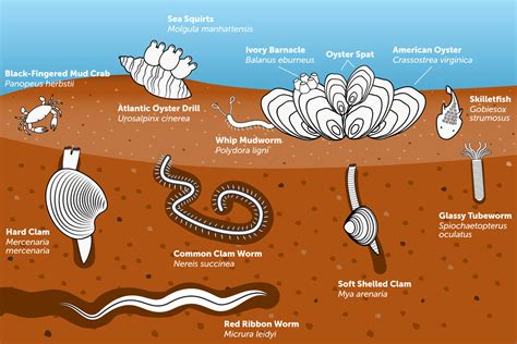  Isonephre! Unveiling the Secrets of this Benthic Burrow-Dwelling Wanderer with Tiny Tentacles