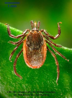  Ixodes! Un Parásito Microscópico que Se Cuelga de los Mamíferos