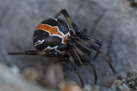  Katipo! El Pequeño Aracnido que Te Sorprenderá con su Veneno Potente