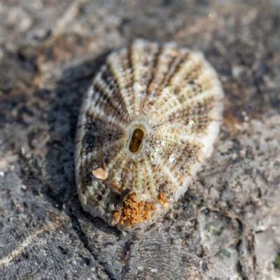  Keyhole Limpet: Una Pequeña Maravilla con una Casa Perforada que Resiste las Olas más Fuertes