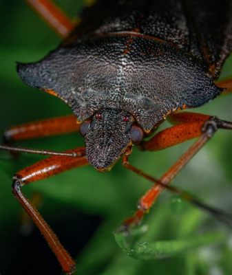  Liocoris! Un insecto cazador que te dejará boquiabierto con sus adaptaciones de camuflaje y su dieta a base de otros artrópodos