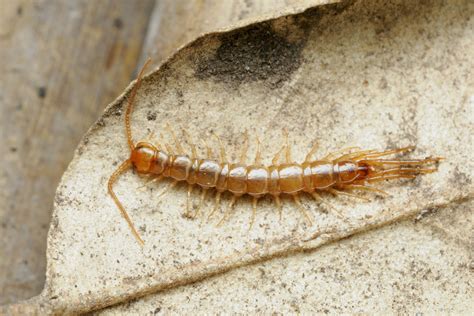  Lithobius: ¡Descubriendo al Rey Desconocido del Subsuelo!