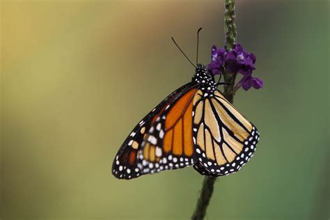  Mariposa Monarca: ¿Un Viajero Inmortal Con Alas de Vidrio?