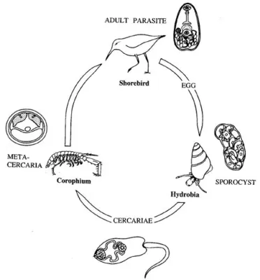  Maritrema: ¡Un gusano trematodo que llama hogar al intestino de las aves acuáticas!