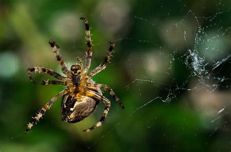  Microgramma! Un Viaje a Través de la Fascinante Telaraña de esta Araña Veloz y Furtiva