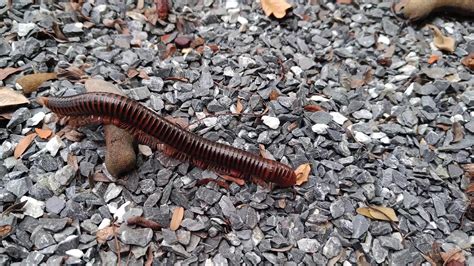  Milpiés: ¿Un pequeño dragón que se arrastra por la tierra oscura?