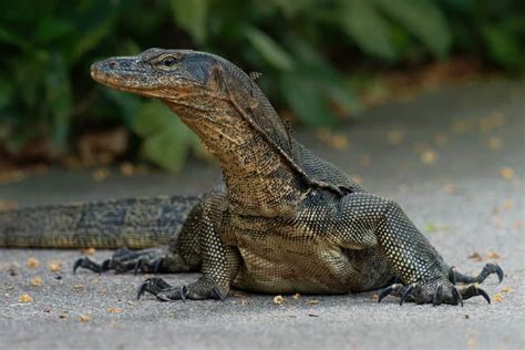  Monitore Lizard: Un reptil escamoso con una cola prehensile que te dejará boquiabierto