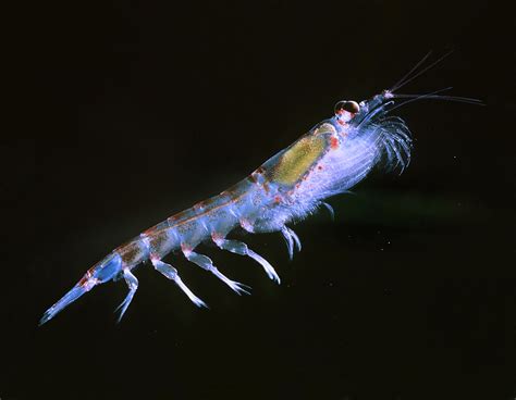  Nantucket Shrimp: Un pequeño crustáceo que busca alimento en las profundidades del océano y se camufla entre las algas para evitar depredadores!