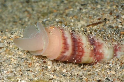  Naruto!  The Tiny Bivalve Mollusk That Thrives on a Diet of Fine Marine Particles