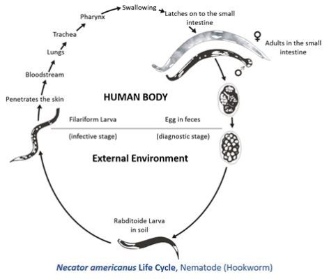  Necator americanus: ¡Una mirada profunda al gusano que se deleita con la sangre humana!