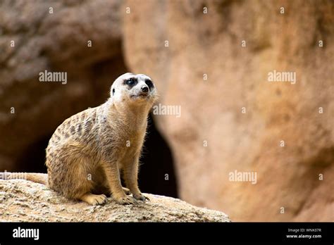  Suricata: ¡Descubre al Vigilante Audaz de las Praderas Africanas!