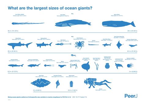 El Elefante de Mar: Un Gigante Delicadeza Que Habita en Los Fondos Oceánicos