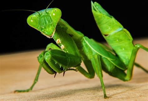   ¿Ultravioleta o fluorescente? Descubriendo la fascinante vida de la Mantis religiosa