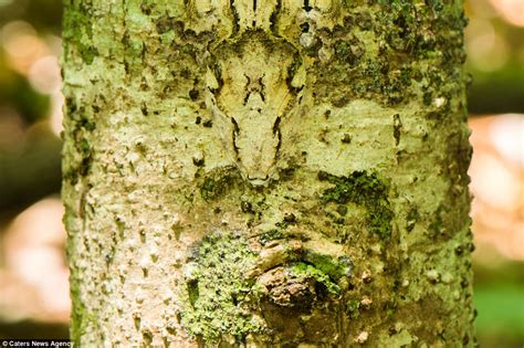  Urogallo: ¡Descúbre qué hace de este ave un verdadero maestro del camuflaje y la supervivencia en los bosques europeos!