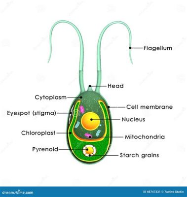  Qué es un Quinario: ¡Un animal unicelular con flagelos que te dejará boquiabierto!