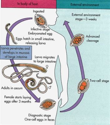  Worm-like Wonders: Unveiling the Fascinating Life Cycle of the Whipworm!