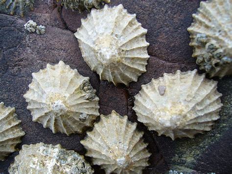  ¿Xanthochiton: Un Caracol Con Una Personalidad De Piedra? Descubra cómo este increíble molusco se adhiere a las rocas con una fuerza sorprendente y cómo su concha única lo protege de los peligros del mar