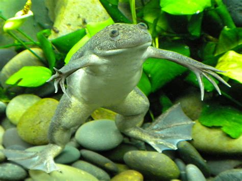  Xenopus: ¡Un pequeño batracio con un gran impacto en la ciencia!