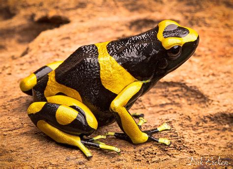  Yellow-Banded Poison Dart Frog:  Discover its Vibrant Skin and Deadly Touch!