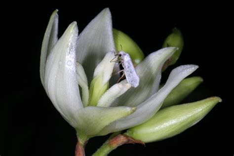  Yucca Moth: ¿Acaso Este Insecto Con alas de Mariposa Se Encuentra en la Frontera entre Polinización y Parasitismo?