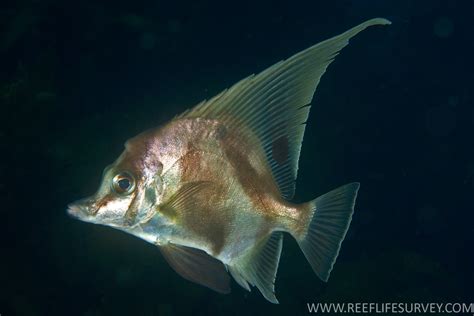  Zanclistius! ¿Un pez con un nombre tan peculiar como su apariencia?