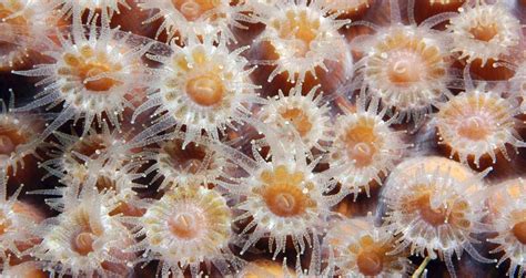  Zooxanthellae-Harboring Zebellea: A Miniature Marine Metropolis Teeming with Tiny Tentacled Tenants!